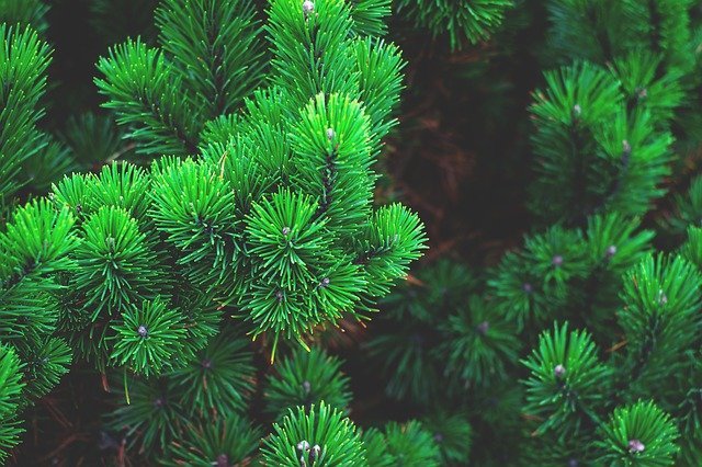 8 Health Benefits of Pine Hydrosol - Joy and Vitality Centre