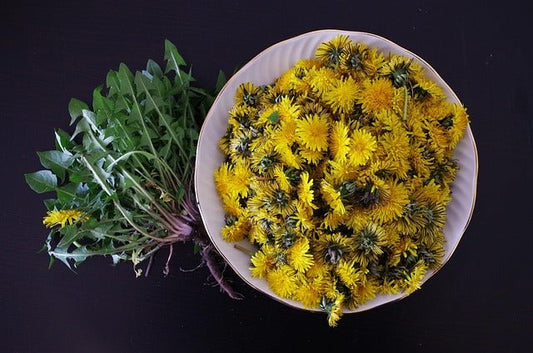 Dandelion Leaf – Gentle Kidney Detox & Bloat Relief for Calgary Wellness - Joy and Vitality Centre