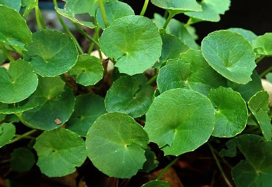 Gotu Kola – Herbal Brain Booster for Focus, Memory & Mental Calm - Joy and Vitality Centre