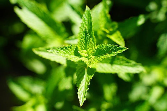 Lemon Balm – Calgary’s Go-To Herb for Anxiety, Gut Tension, and Sleep - Joy and Vitality Centre