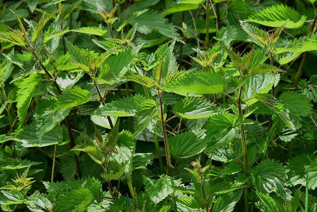 Why Nettle Is a Must-Have for Women’s Health in Calgary – Energy, Hormones, and Hair - Joy and Vitality Centre