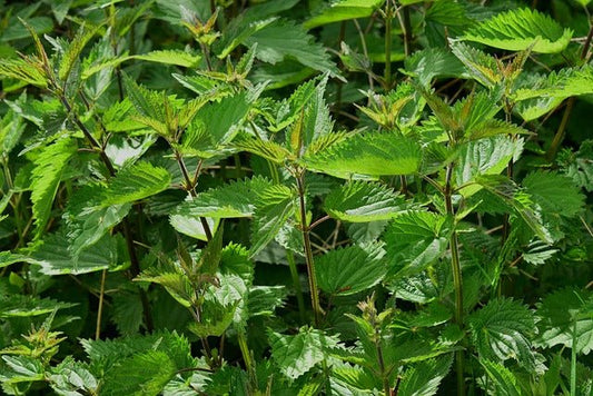 Why Nettle Is a Must-Have for Women’s Health in Calgary – Energy, Hormones, and Hair - Joy and Vitality Centre
