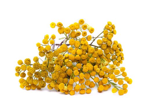 product_name – Holistic Health Calgary | product_type from Joy and Vitality Centre